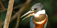 Ilha do Guajirú - The ecological paradise!