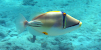 Ilha do Guajirú - The ecological paradise!