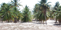 Ilha do Guajirú - The ecological paradise!