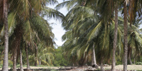 Ilha do Guajirú - The ecological paradise!