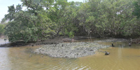 Ilha do Guajirú - The ecological paradise!