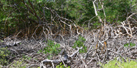 Ilha do Guajirú - The ecological paradise!