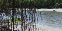 Ilha do Guajirú - The ecological paradise!