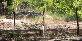 Ilha do Guajirú - The ecological paradise!